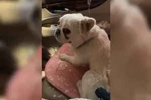 Woman Takes French Bulldog to Car Wash, Can’t Cope With What He Does Next