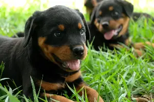 Scientists expected motherhood to speed up aging. The dogs disagreed