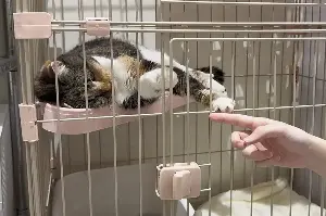 Dozens of cats escape Japanese mall struck by deadly earthquake!