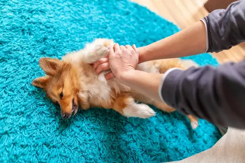 Acting quickly with the Heimlich maneuver can get your dog out of danger.