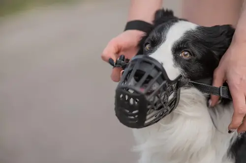 Muzzle prevents them from biting or licking their wounds.