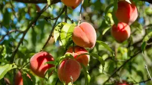 3 Things Your Peach Tree Needs in July for Sweeter Fruits and an Even Bigger Summer Harvest