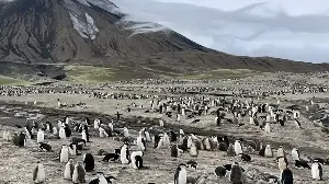 Climate change is causing a record decline in the number of chinstrap penguins.