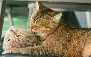 Chasing away dogs and cats with stones, shushing them away – why behave in such a "garish and disheartening" way?