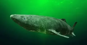 The Greenland shark lives roughly 400 years — longer than any other vertebrate on Earth — and when scientists sequenced its genome in September 2024, they found the species’ extraordinary lifespan appears to rely on enormous quantities of duplicated DNA-repair genes, in a biological strategy still keeping individual sharks alive that were born during Shakespeare’s lifetime.