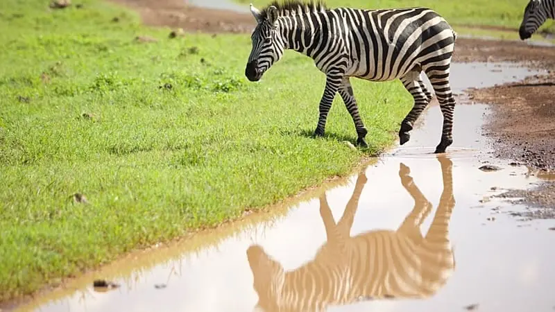 Tanzania revoluciona el turismo con un campo de golf en el Serengeti rodeado de animales salvajes