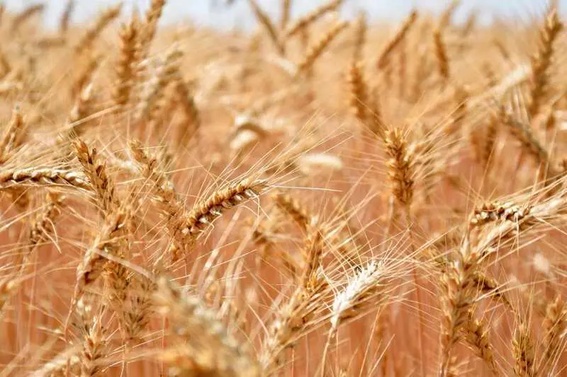 UPA-A destaca el potencial de los bioestimulantes para mejorar rentabilidad y sostenibilidad de explotaciones agrarias