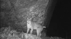 Sikkim: Eurasian Lynx captured on cam for 1st time; 2nd record in eastern Himalayas