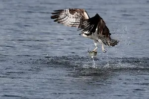 Osprey chicks are starving at the Jersey Shore, study says