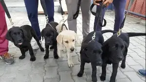 Nose for trouble: How 5 Labrador siblings sniff out country’s narcotics trail at airports