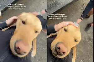 Man Calls Girlfriend a ‘Drama Queen’—Then They Adopt Labrador Puppy