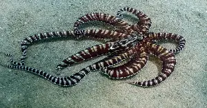 The mimic octopus adapts its disguise.