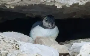 Dorset puffin colony welcomes chick for first time in 30 years