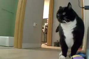 Cat owner is left speechless after her "talking" kitty's blunt reaction to music: "Noisy!"