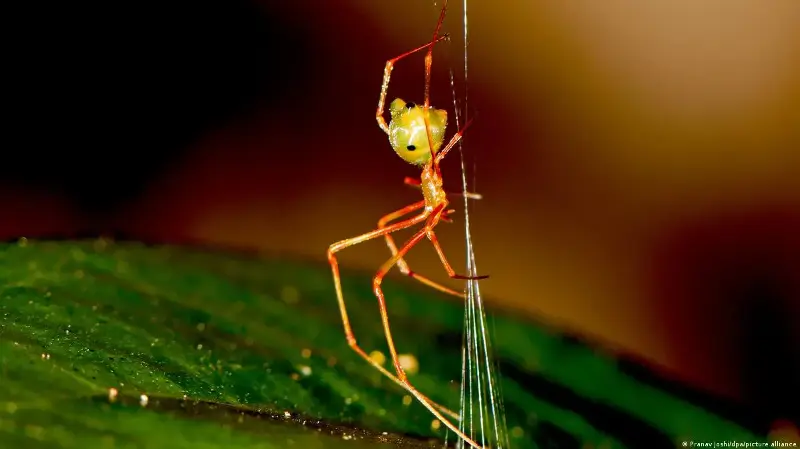 La trampa de la araña ballesta: el sofisticado sistema mecánico que catapulta hormigas a su muerte
