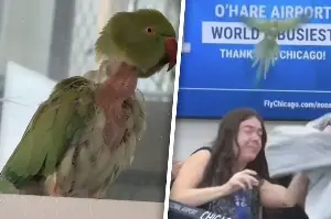 Pesky parrot unleashes mayhem at Chicago airport: "It was funny but it was crazy"