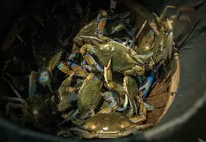 Blue crab population booms in Chesapeake Bay by 100 million, report finds