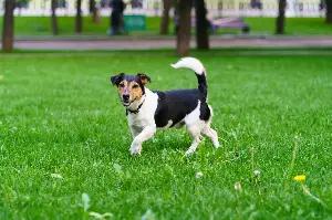 Owner Rescues 12LB Puppy, Expects Jack Russell Mix—DNA Test Says ‘All Big’