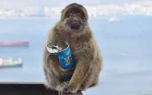 Nature’s medicine: Macaques eat soil to soothe junk food-filled stomachs