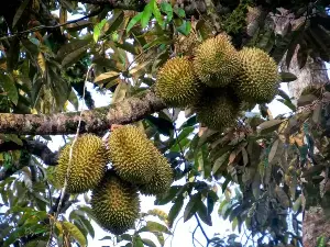 Durian abundance brings shared joy beyond taste