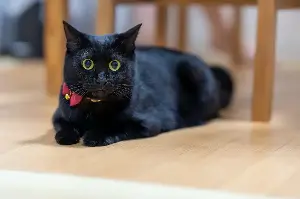 Black Cat Owner’s Mistaken Identity Mix‑Up Leaves Internet in Hysterics