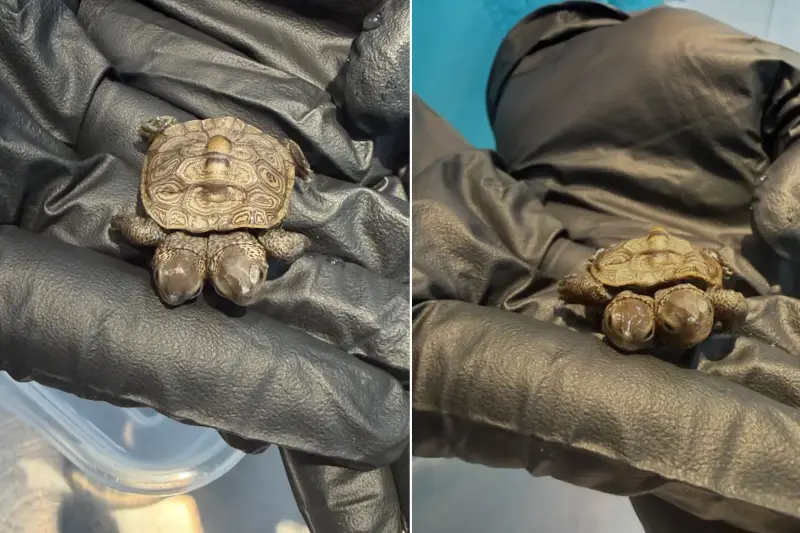 Trovata una rarissima (e minuscola) tartaruga diamantina a due teste: straordinaria scoperta in Massachusetts
