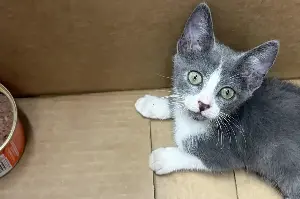 Kitten struggling from heat exhaustion finds an unlikely rescuer!