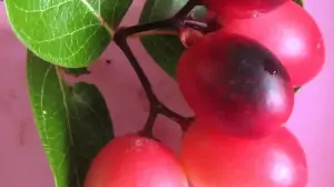 5 Refreshing Karonda Berry Recipes For Indian Summers