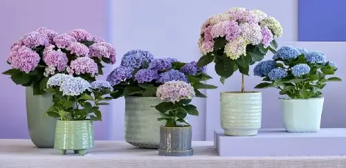 Hoa cẩm tú cầu thường được cắm trong nhà để trang trí. (Ảnh: magicalhydrangea).