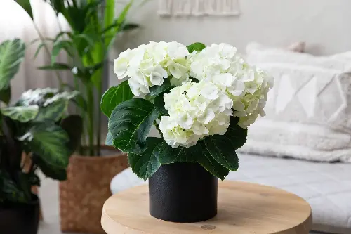 Nên cẩn thận khi cắm hoa cẩm tú cầu trong nhà (Ảnh: Mastergronn).