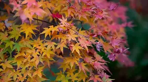 3 Things Your Japanese Maples Need Before the End of October – An Arborist Reveals How to Prepare Them for Winter