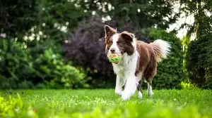 Is your dog 5 years or older? Veterinarian shares 5 steps to protect your fur baby's joints from arthritis