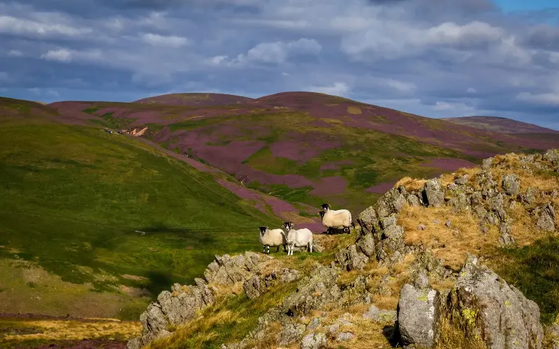 Tick off Northumberland’s three highest peaks in one ambitious circuit through the Cheviot Hills - Rebecca Cole / Alamy Stock Photo