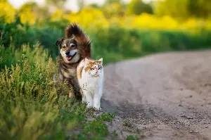 Kitten Doesn’t Not Recognize Dog After Being Groomed, Hysterics at Response