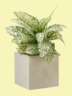 7 Lucky Garden Plants That Will Make Your Outdoor Space Feel Rich in Good Fortune