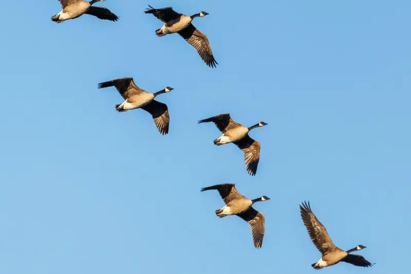 La crisi degli uccelli migratori