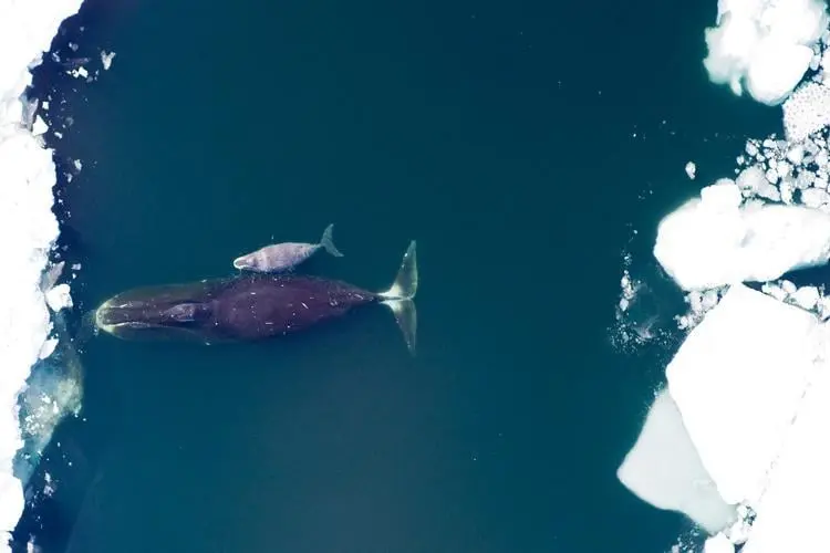 Aerial view of a bowhead whale and calf swimming near sea ice