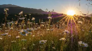 The Best Flowers for Golden Hour – 7 Plants That Look Beautiful Under the Setting Sun