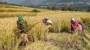Augmenting farmers’ income through protected cultivation