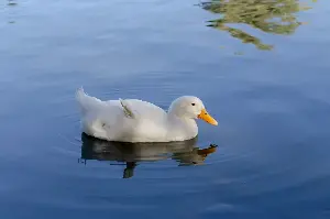 Man Lets Duck Play in His Pool Once, Unprepared for What Happens Year Later