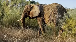 Portugal's last circus elephant finds refuge in Alentejo sanctuary
