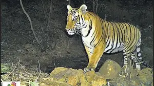 Two new tigers identified in Radhanagari wildlife sanctuary, taking total count to nine