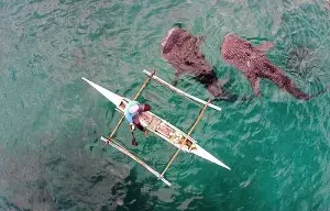 Whale shark watching padayon
