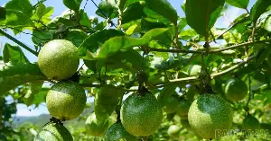 Bac Ha commune inspects the model of growing yellow passion fruit under the National Target Program for Sustainable Poverty Reduction.