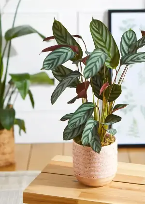 5 Hot Weather Houseplant Myths You Shouldn't Fall for — And What to Actually Do to Help Your Indoor Garden Survive in the Summer