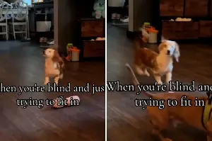 Owner films blind pup desperately "trying to fit in" with foster siblings