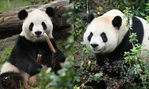 Two special 'ambassadors' from China have arrived in the United States.