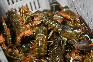 EPA loosens restrictions on lobster boat diesel engines