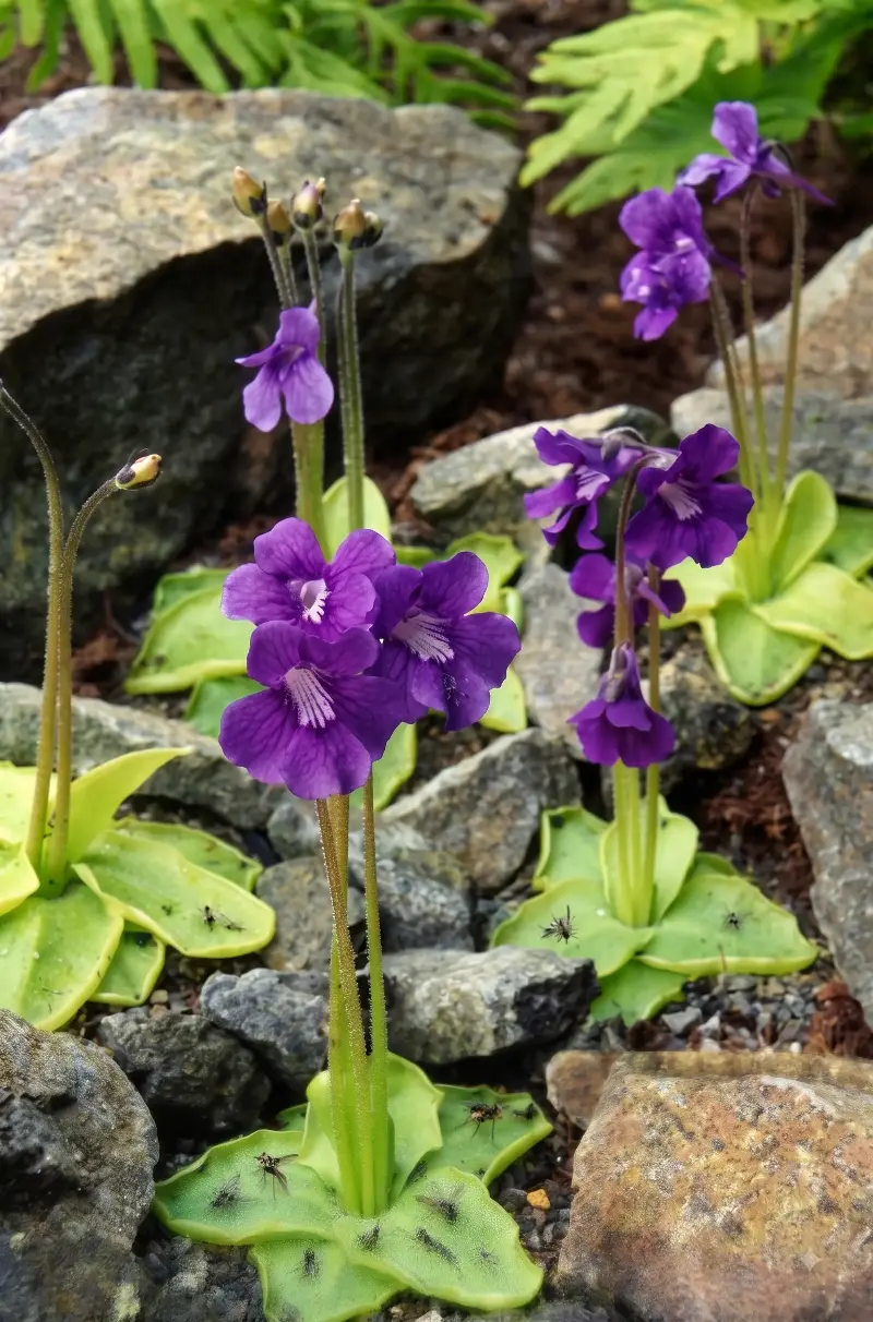 Las fascinantes plantas carnívoras: mecanismos, variedades y hábitats del reino vegetal 10 Gemini Generated Image qfp5voqfp5voqfp5