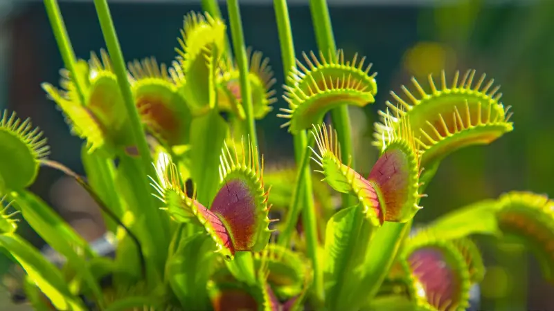 Las fascinantes plantas carnívoras: mecanismos, variedades y hábitats del reino vegetal